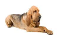 Bloodhound