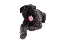 Bouvier Des Flandres (Flandrische Treibhund)