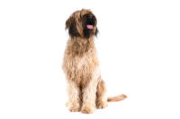 Briard (Berger de Brie)