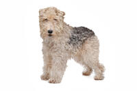 Foxterrier (Drahthaar)