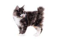 American Bobtail (Langhaarig)