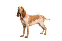 Bracco Italiano (Italienischer Vorstehhund)