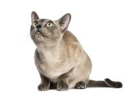 Tonkinese