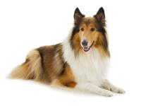 Collie (Langhaar)