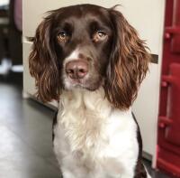 Ein springer spaniel mit weiß-braunem fell saß in einem haus