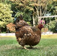 Huhn im garten