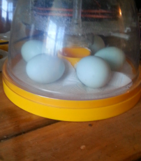 meine cremefarbenen legbar eier in meinem brinsea mini eco inkubator