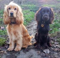 Zwei englische cockerspaniel-hunde