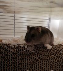 Hamster im käfig
