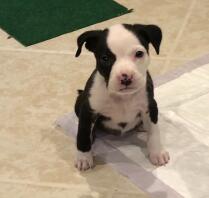 Mein Baby Staffordshire Bull Terrior Sparky!