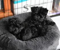 Zwei kleine schwarze hunde auf einem donutförmigen bett