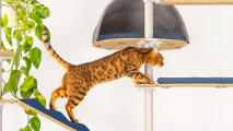 Katze streckt sich von der plattform zur rampe auf dem Freestyle kratzbaum