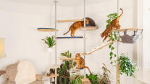 Drei katzen, die einen kunstvollen kratzbaum in einem wohnzimmer benutzen