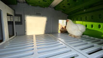 Hühner, die das tageslicht genießen, das in das Eglu pro mit dem Lux panel fällt