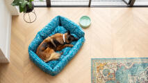Luftaufnahme eines deutschen schäferhundes, der in einem blauen nest-hundebett in einem modernen wohnraum liegt