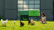 Frau, die im gras neben ihrem hühnerstall sitzt und ihren hühnern beim herumlaufen zusieht