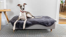Windhund auf großem Topology hundebett mit grauem schafsfell-topper