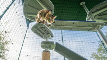 Eine katze klettert die stufen hinunter, die am kratzbaum im freien befestigt sind Freestyle 