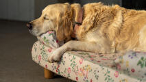 Golden retriever schlafend auf floralen nackenrolle hundebett in morgenwiese drucken.