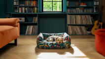 Hund auf einem bunten nestbett in einem gemütlichen lesezimmer liegend