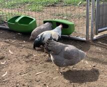 Hühner, die aus einem an einem maschendrahtzaun befestigten futterhäuschen fressen