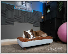 Peps & scot hund schläft auf Omlet Topology hundebett mit mikrofaser topper und messingkappe holzfüße