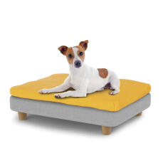 Kleiner hund sitzt auf kleinem Topology hundebett mit sitzsackauflage und runden holzfüßen