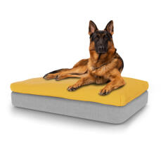 Hund sitzend auf großem Topology memory foam hundebett mit sitzsack-topper