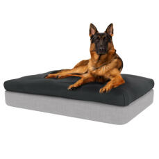 Hund sitzend auf großem Topology memory foam hundebett mit anthrazitfarbenem sitzsack-topper