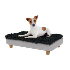 Jack russell im kleinen Topology hundebett