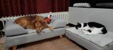 Hund und katze schlafen auf ihren Omlet Topology hundebetten