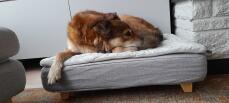 Hund schläft auf Omlet Topology hundebett mit gestepptem topper und quadratischen holzfüßen