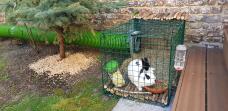 Ein schwarz-weißes kaninchen in einem auslauf mit einem Zippi tunnel, der zu ihm führt