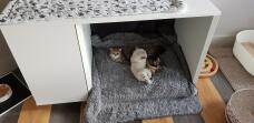 Kätzchen liegen in Omlet Maya Nook