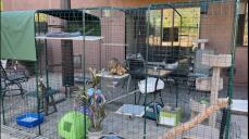 Zwei bengalkatzen in einem begehbaren katzenauslauf im freien, gefüllt mit spielzeug und regalen