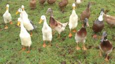 Das Quacker Pack
