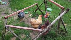 Hühner mit Omlet Caddi leckerli-halter und picken-spielzeug
