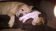 Labrador und Beagle Welpe.