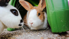 Zwei kaninchen sitzen in einem kaninchenstall.