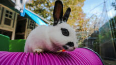 Ein kaninchen, das auf einen kaninchentunnel klettert.