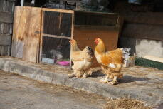 Zwei hühner in einem garten mit einem großen hühnerstall aus holz