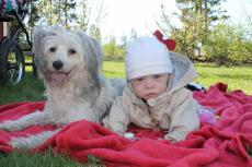 Ein weiß-grauer hund liegt neben einem baby auf einer picknickdecke