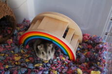 Ein kleiner brauner und weißer hamster in einem Qute hamsterkäfig mit einem regenbogenspielzeug