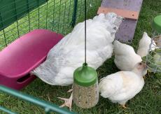 Hühner füttern aus einem großen futtertrog und einem leckerbissen Caddi und einem hängenden picken-spielzeug