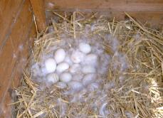 Gelegte eier im nest