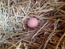 Es ist wunderbar, jeden Morgen ein frisches Ei im Nest zu finden