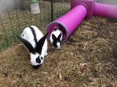 Kaninchen kommen aus dem Zippi spieltunnel