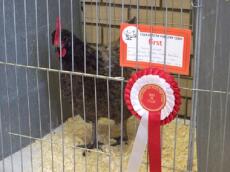 Andalusische Henne erster Preis