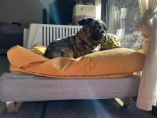 Ein kleiner hund genießt die sonne in seinem grauen bett mit dem gelben sitzsack als topper