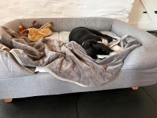 Ein schläfriger hund in einem grauen bett mit nackenrolle, einer decke und spielzeug